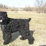Терьер чёрный русский