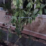 продам комнатные растения