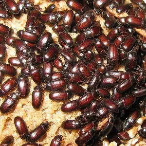 Аргентинские жуки знахари