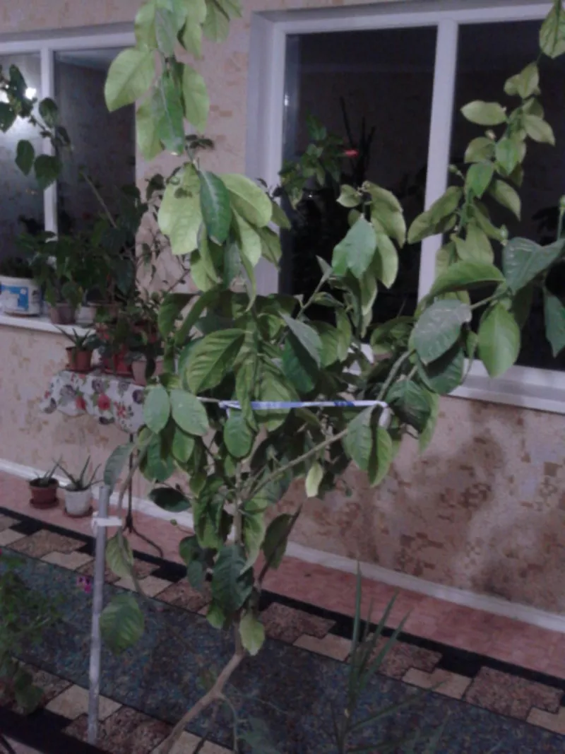 продам комнатные растения