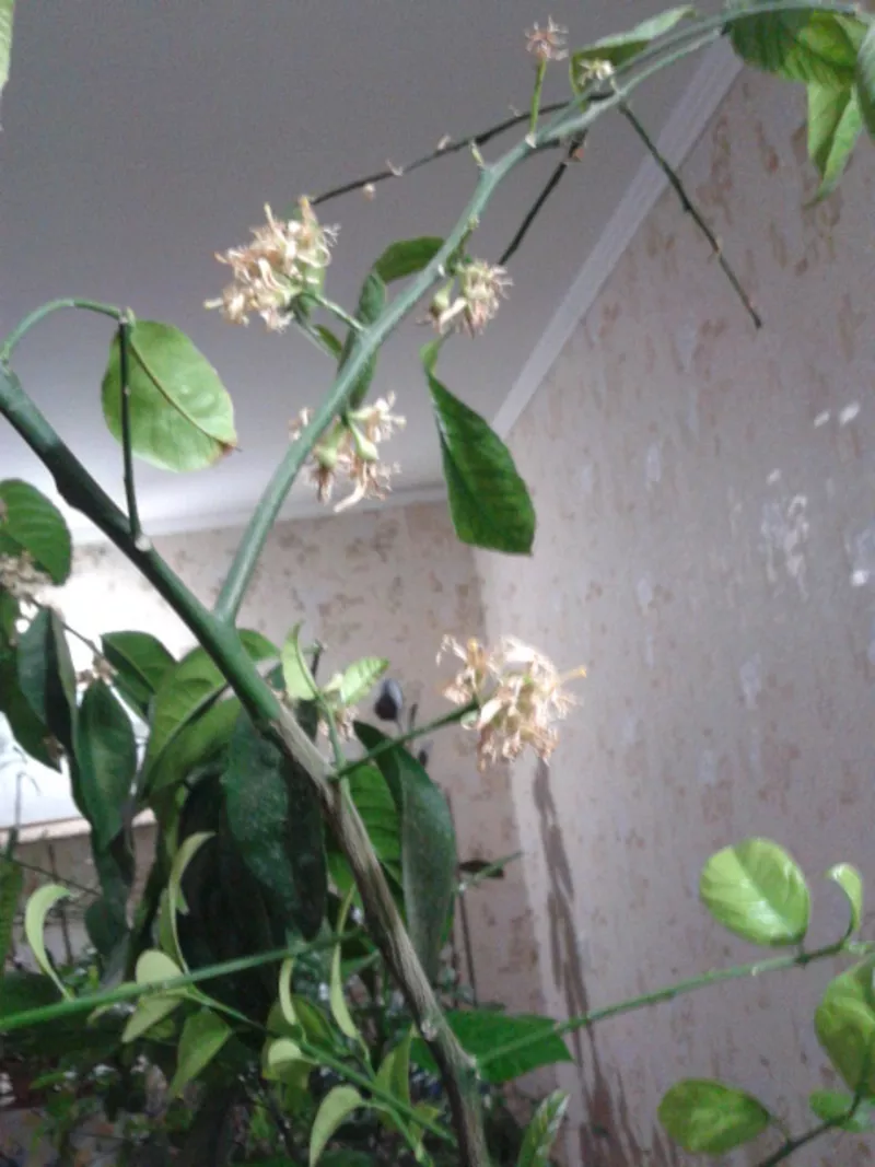 продам комнатные растения 2