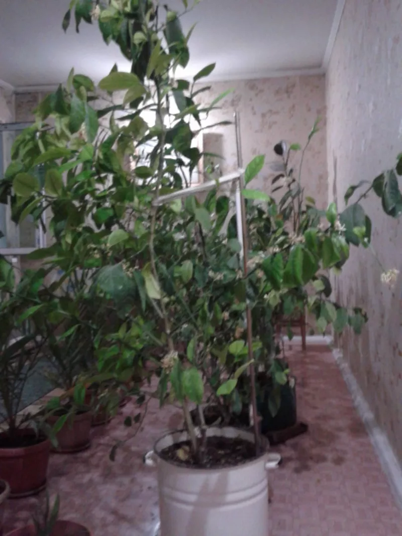 продам комнатные растения 3