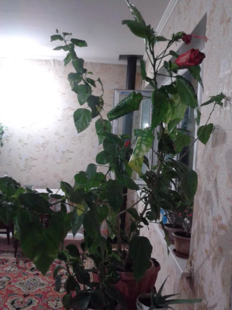 продам комнатные растения 5