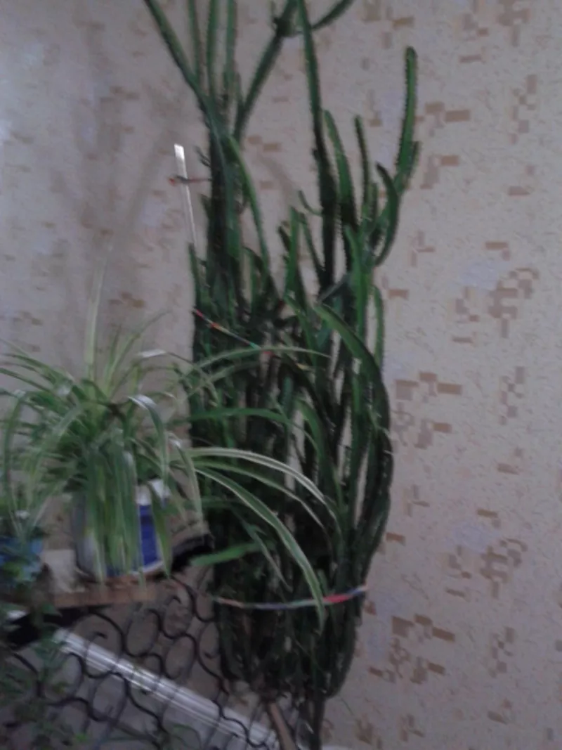продам комнатные растения 7