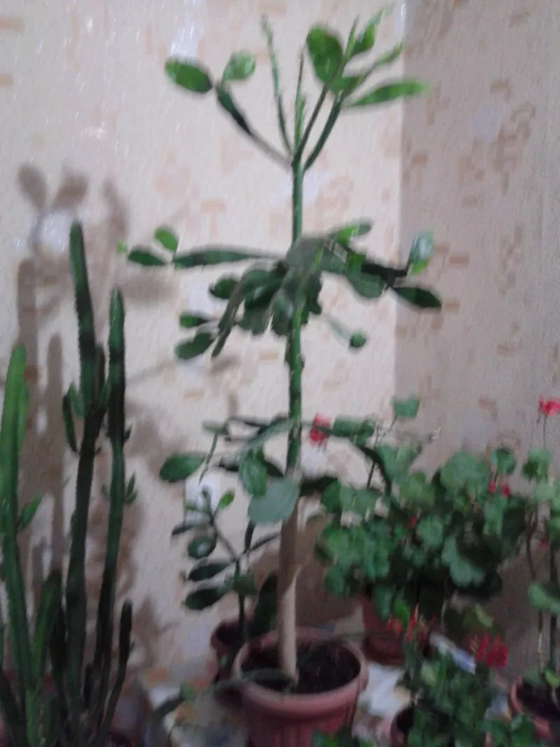 продам комнатные растения 8