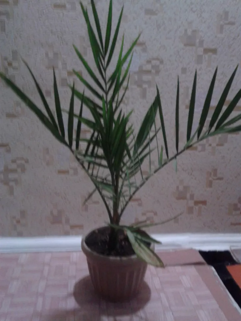 продам комнатные растения 11