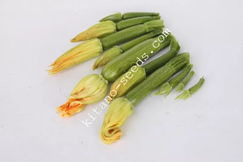 Семена кабачка KS 3714 F1